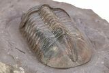 Top Quality Struveaspis Trilobite - Jorf, Morocco #341083-4
